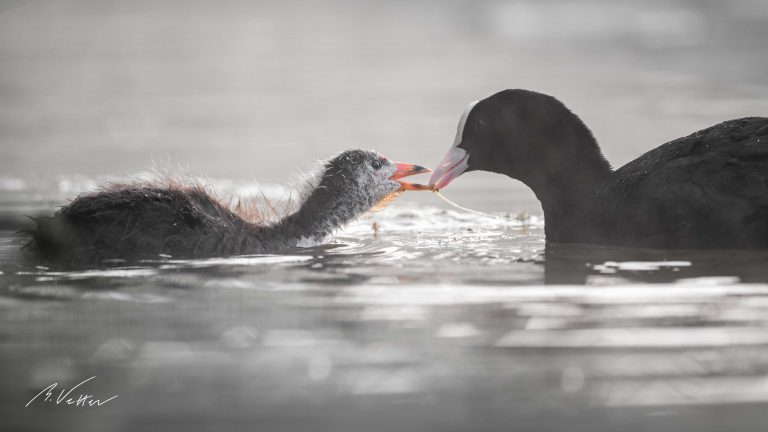 Blässhuhn (Fulica atra)