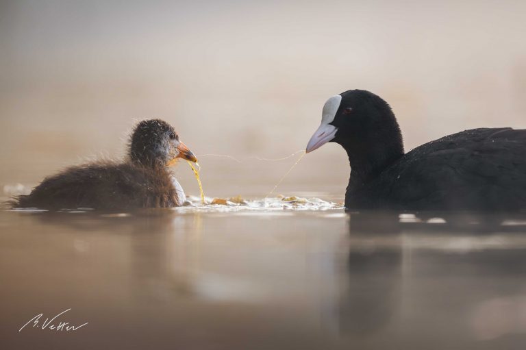 Blässhuhn (Fulica atra)