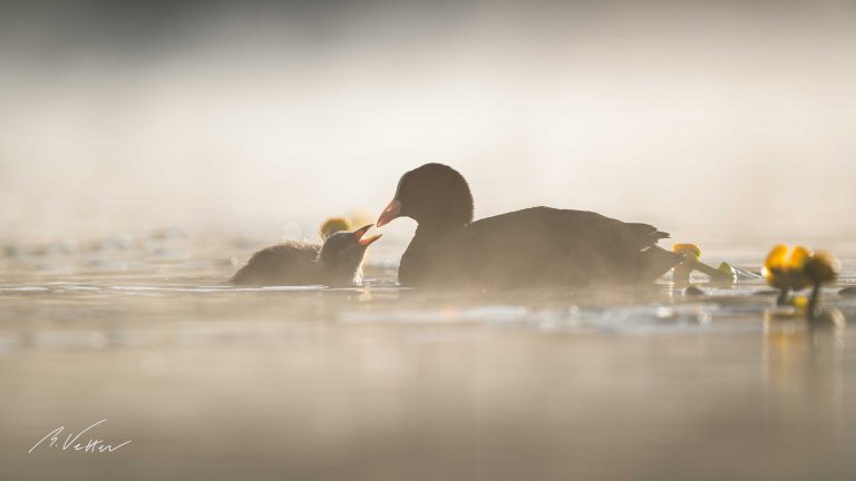 Blässhuhn (Fulica atra)