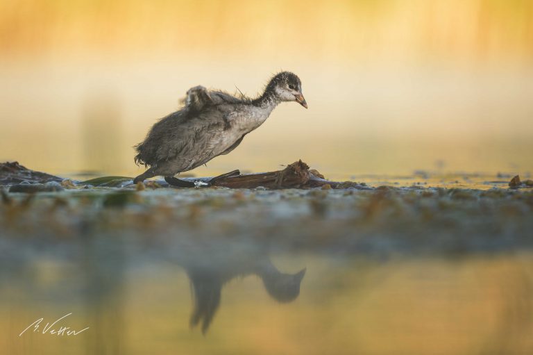 Junges Blässhuhn (Fulica atra)