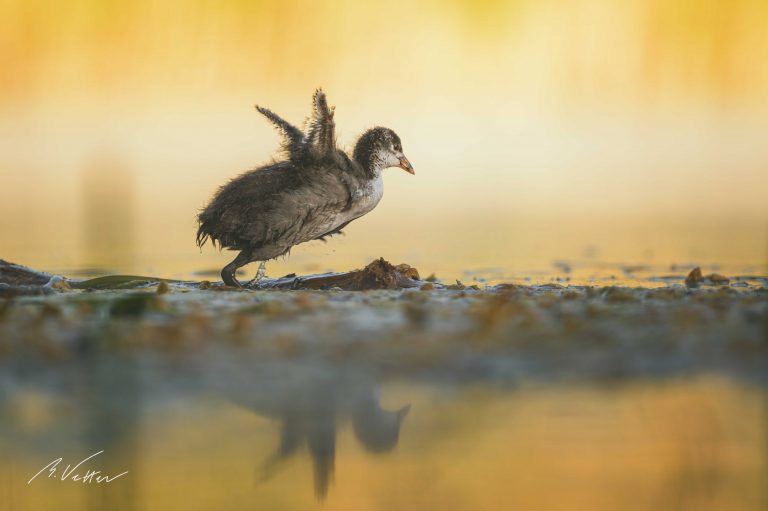 Junges Blässhuhn (Fulica atra)