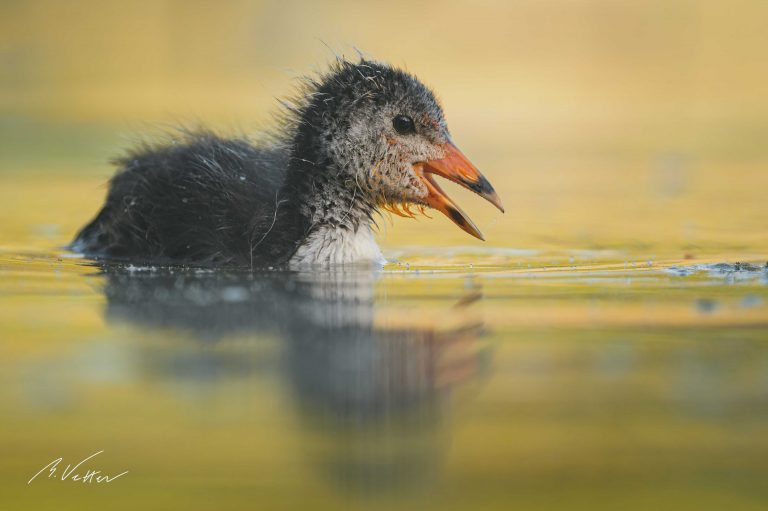 Junges Blässhuhn (Fulica atra)