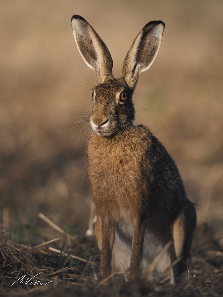 Feldhase (Lepus europaeus)