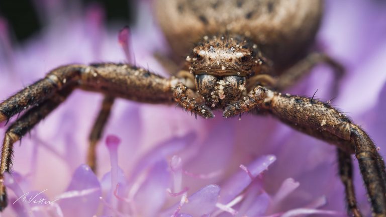 Krabbenspinne (Thomisidae)