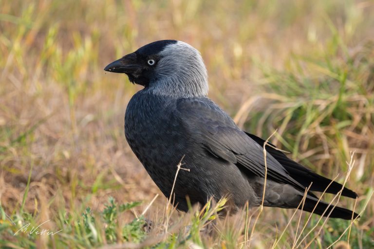 Dohle (Corvus monedula)