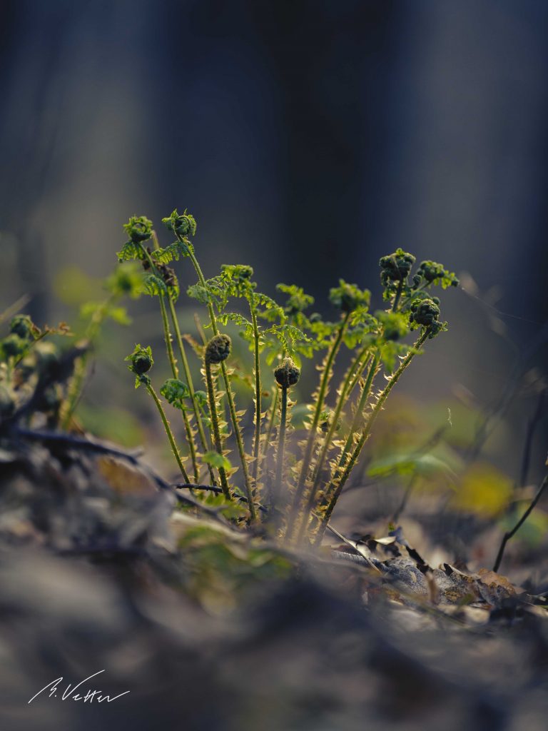 Farn, Gefäßpflanzen (Tracheophyta)