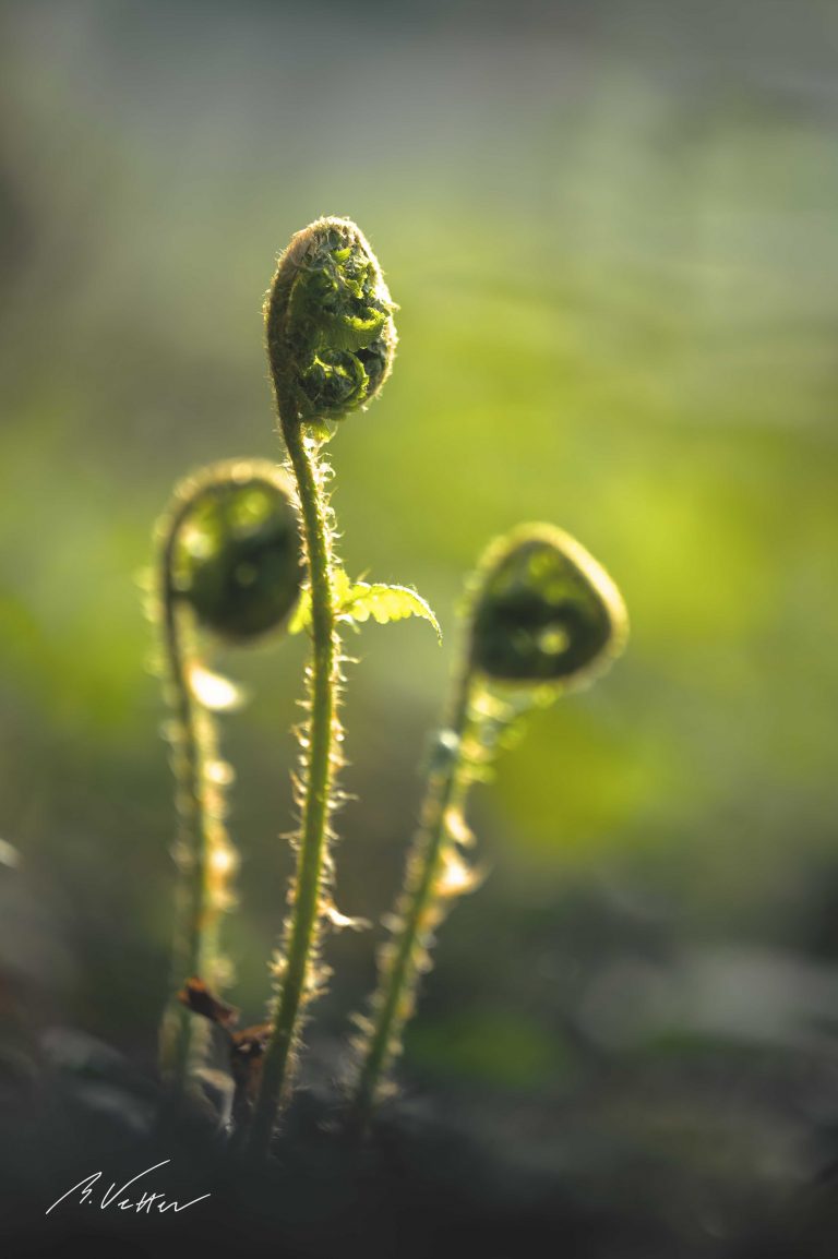 Farn, Gefäßpflanzen (Tracheophyta)