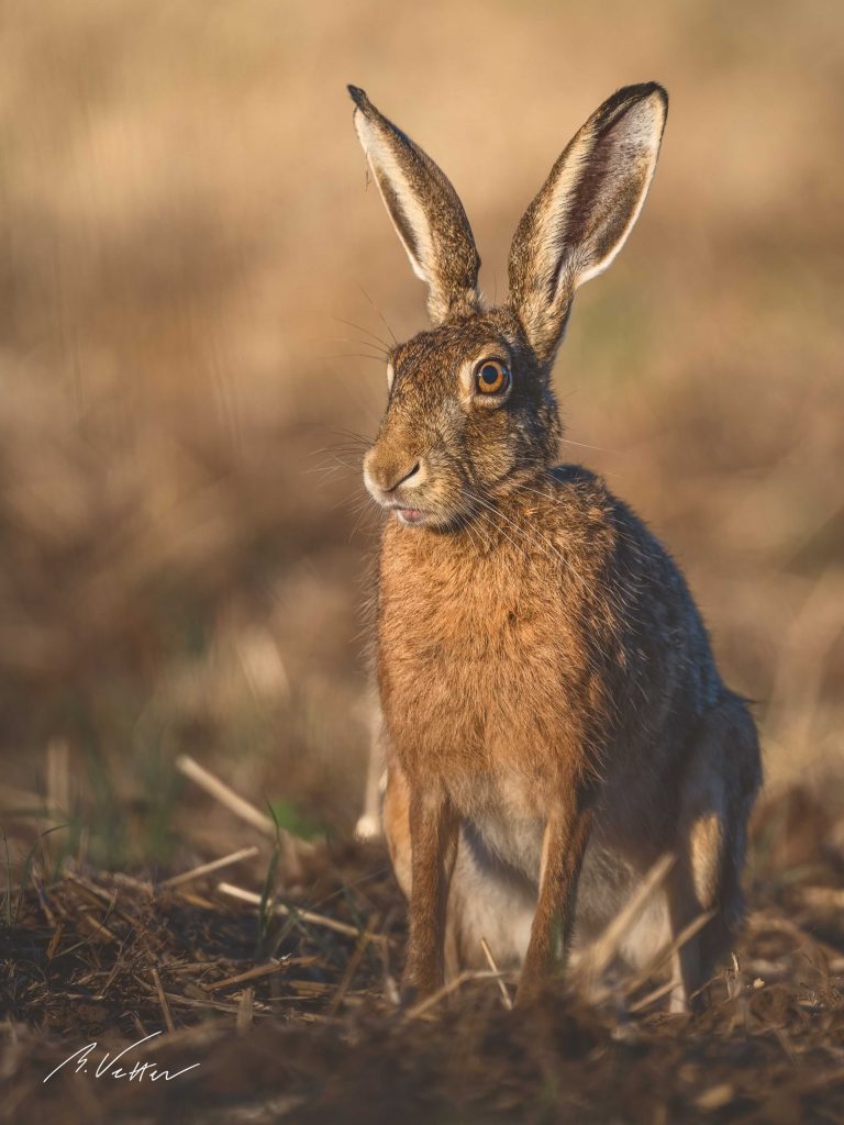 Feldhase (Lepus europaeus)