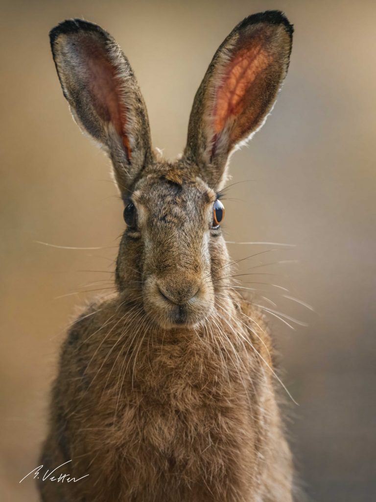 Feldhase (Lepus europaeus)