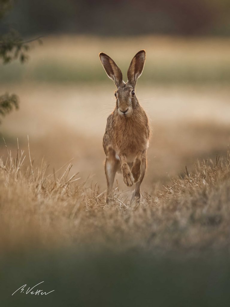 Feldhase (Lepus europaeus)