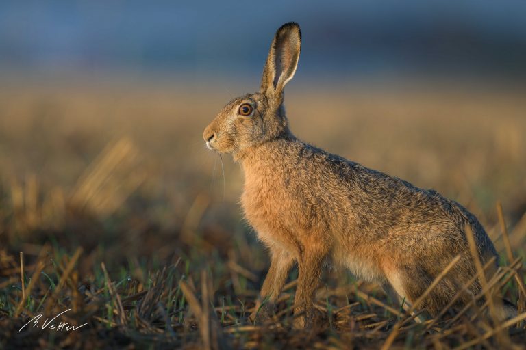 Feldhase (Lepus europaeus)