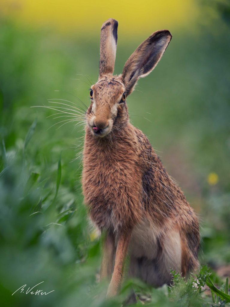 Feldhase (Lepus europaeus)