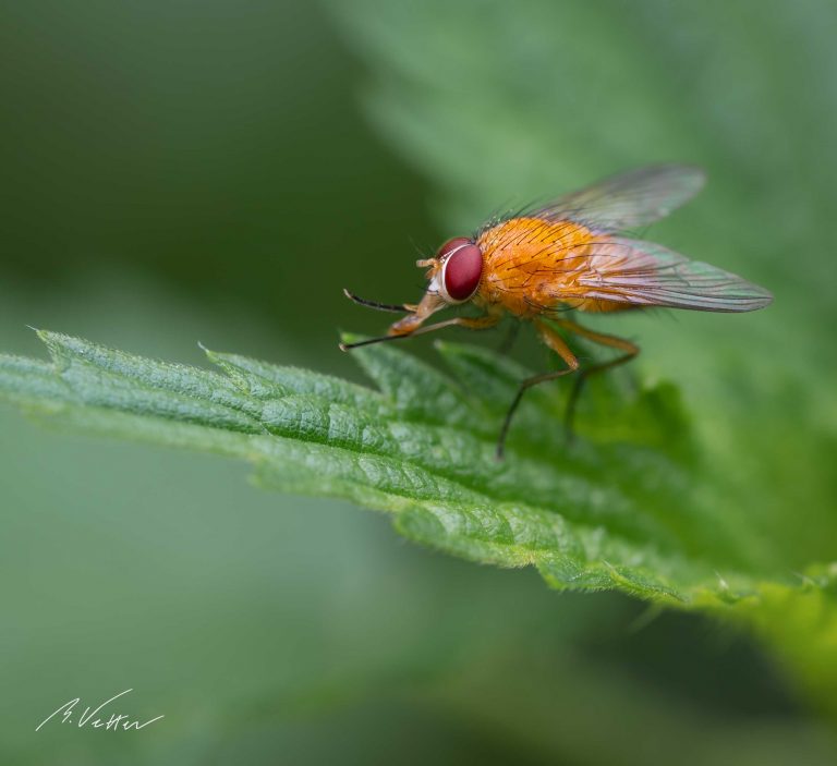 Fliege, Orange, auf einem Blatt