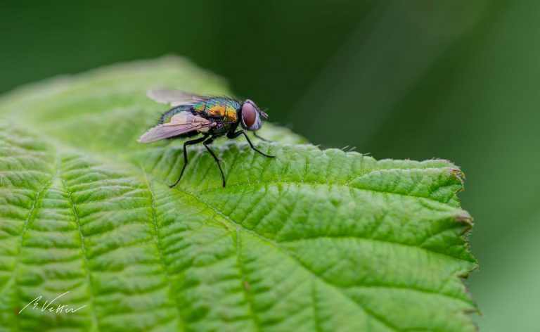 Fliegen (Brachycera) Nahaufnahme