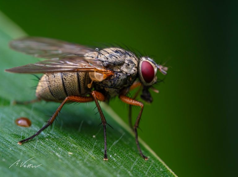 Fliegen (Brachycera), nahaufnahme