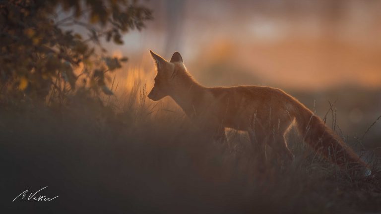 Rotfuchs (Vulpes vulpes)