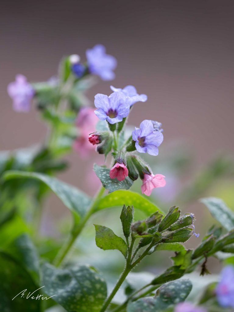 Geflecktes Lungenkraut (Pulmonaria officinalis)