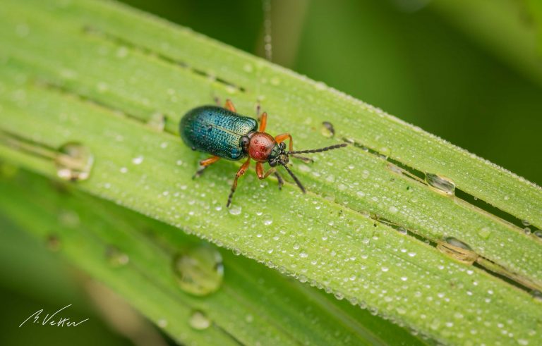 Getreidehähnchen (Oulema melanopus)