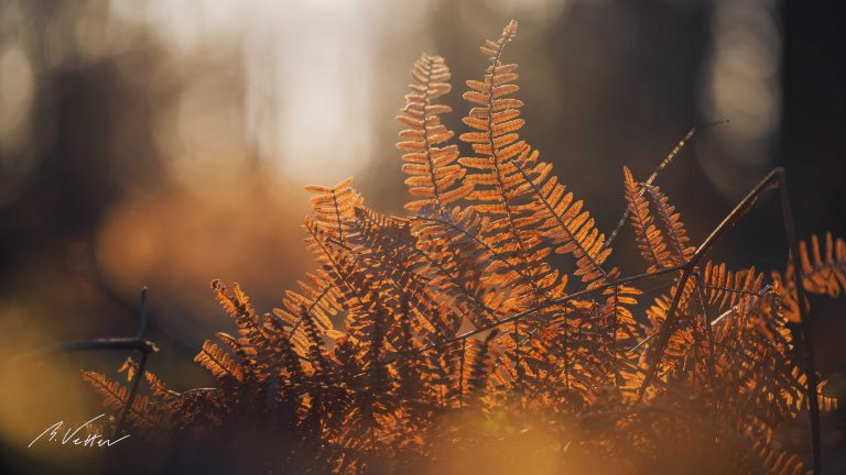 Getrockneter Farn im Sonnenuntergang