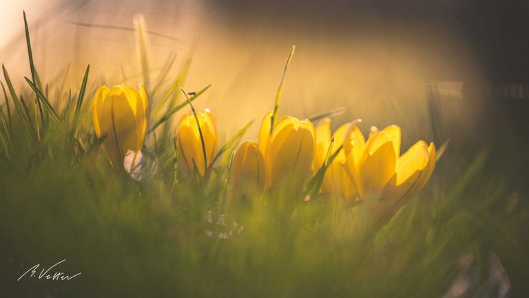 Gold-Krokus (Crocus flavus)