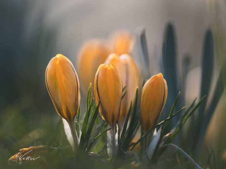 Gold-Krokus (Crocus flavus)