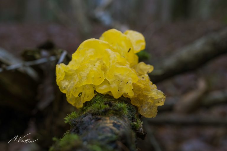 Goldgelbe Zitterling (Tremella mesenterica)