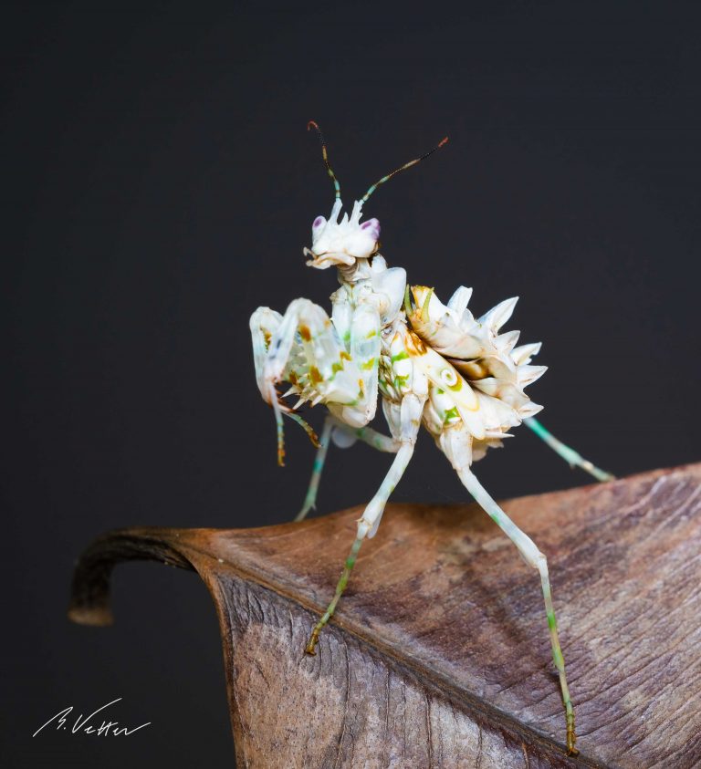 Gottesanbeterin (Mantis religiosa)