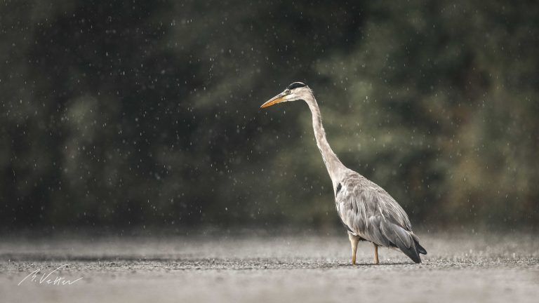 Graureiher (Ardea cinerea) im Regen