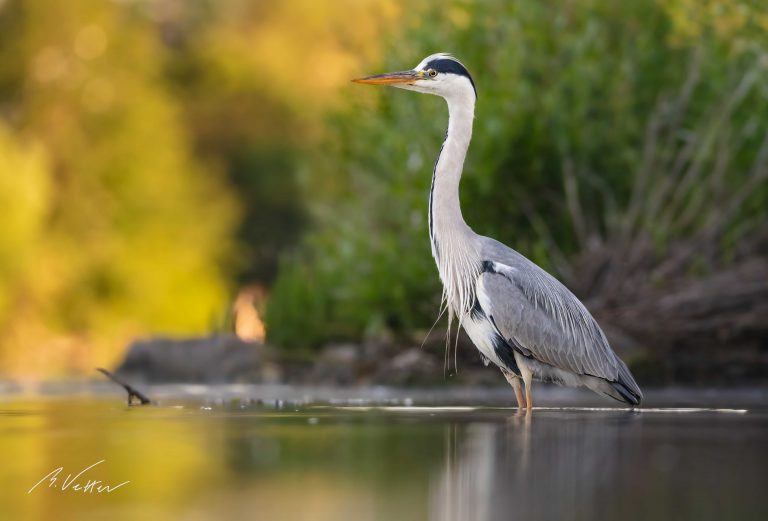 Graureiher (Ardea cinerea)