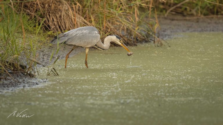 Graureiher (Ardea cinerea) mit einer Maus