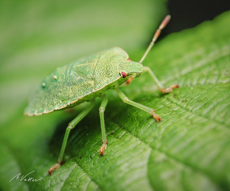 Grüne Stinkwanze (Palomena prasina)