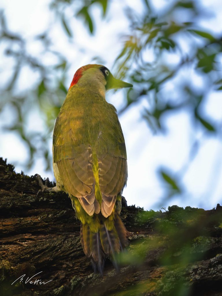 Grünspecht (Picus viridis)