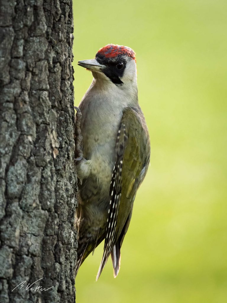 Grünspecht (Picus viridis)