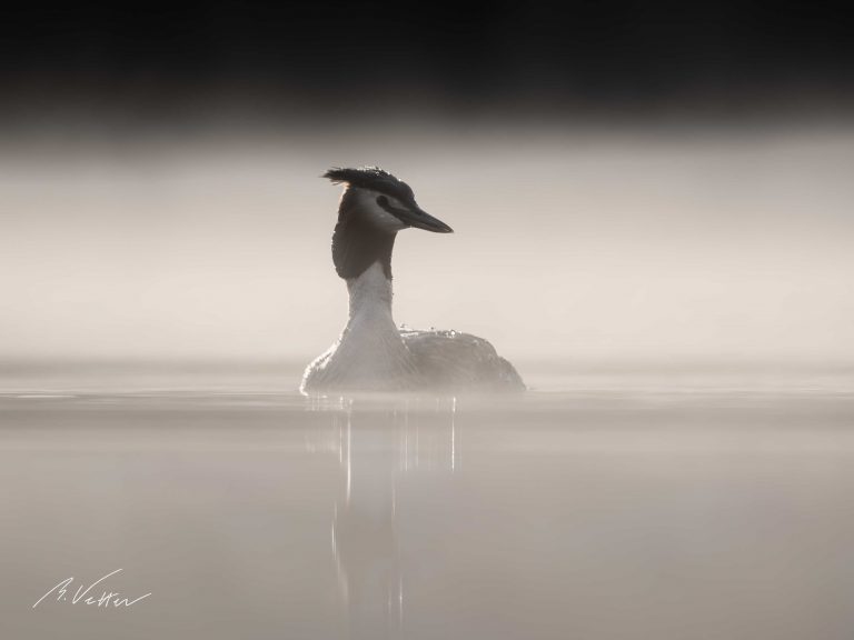 Haubentaucher (Podiceps cristatus)