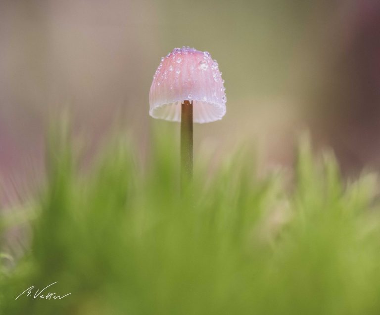 Helmling (Mycena)