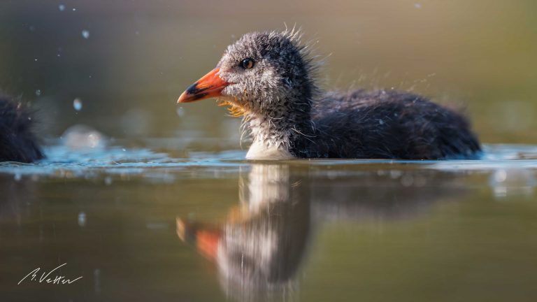 Junges Blässhuhn (Fulica atra)