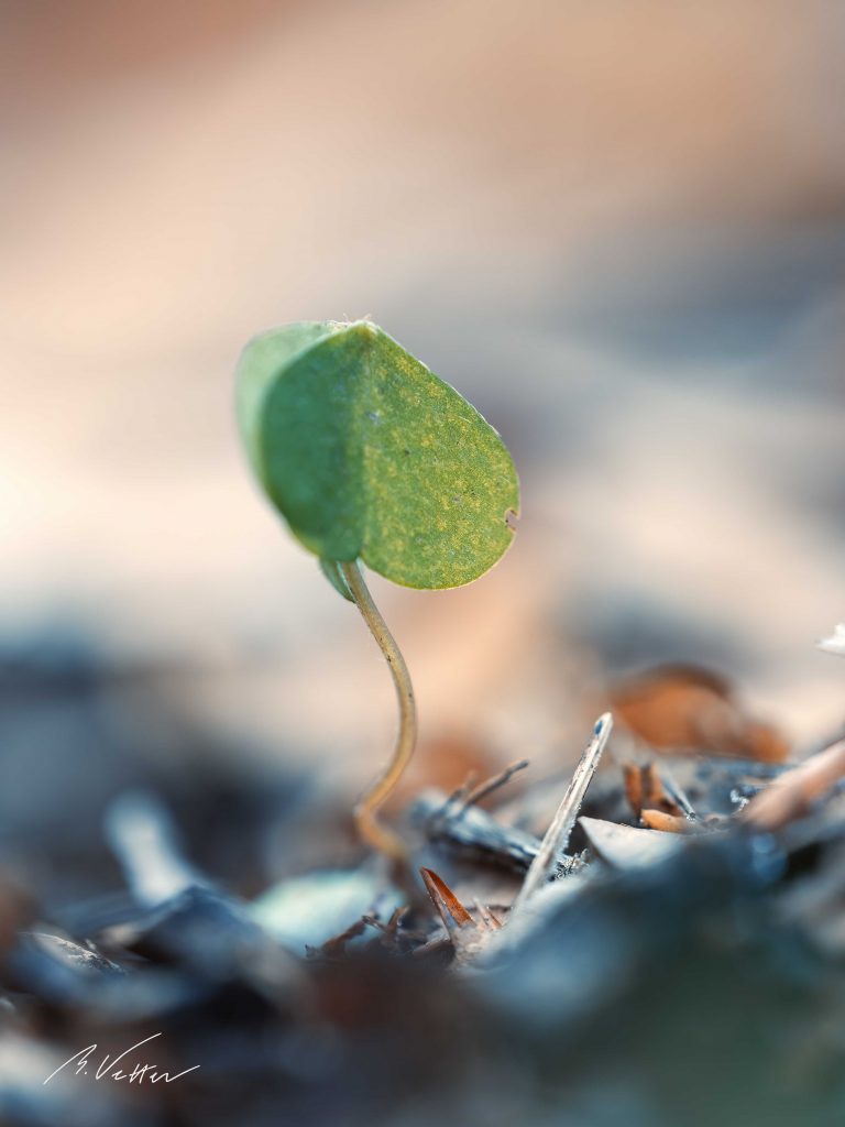 Klee (Trifolium)