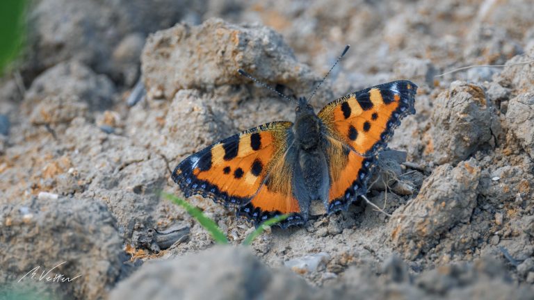 Kleiner Fuchs (Aglais urticae)