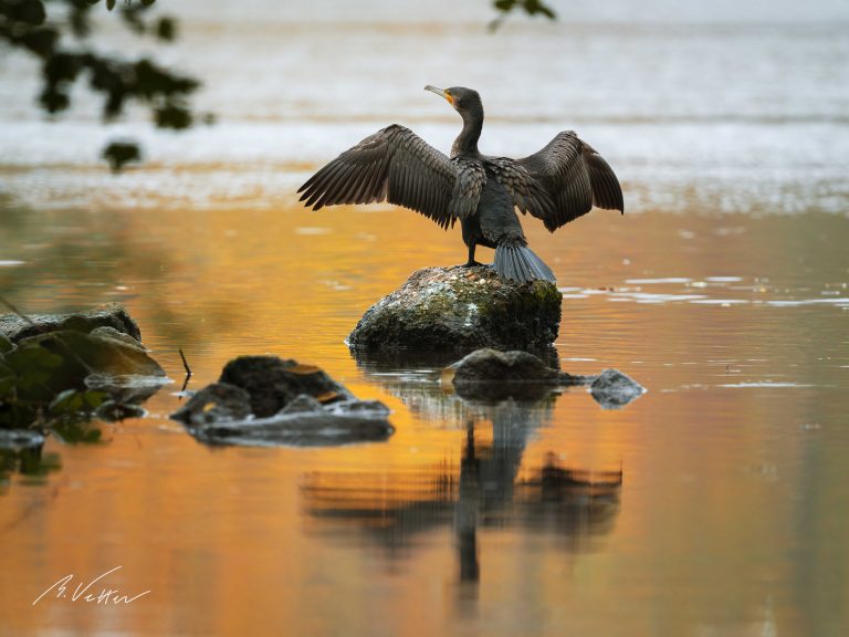 Kormorane (Phalacrocorax carbo)