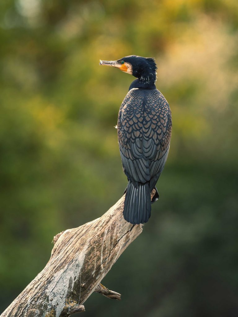 Kormoran (Phalacrocorax carbo)