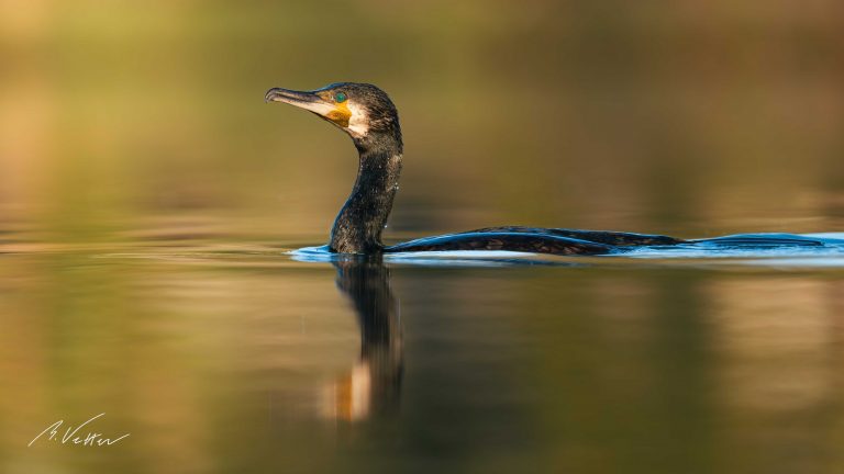 Kormoran (Phalacrocorax carbo)