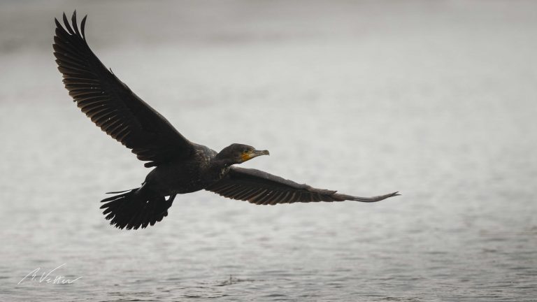 Kormoran (Phalacrocorax carbo)