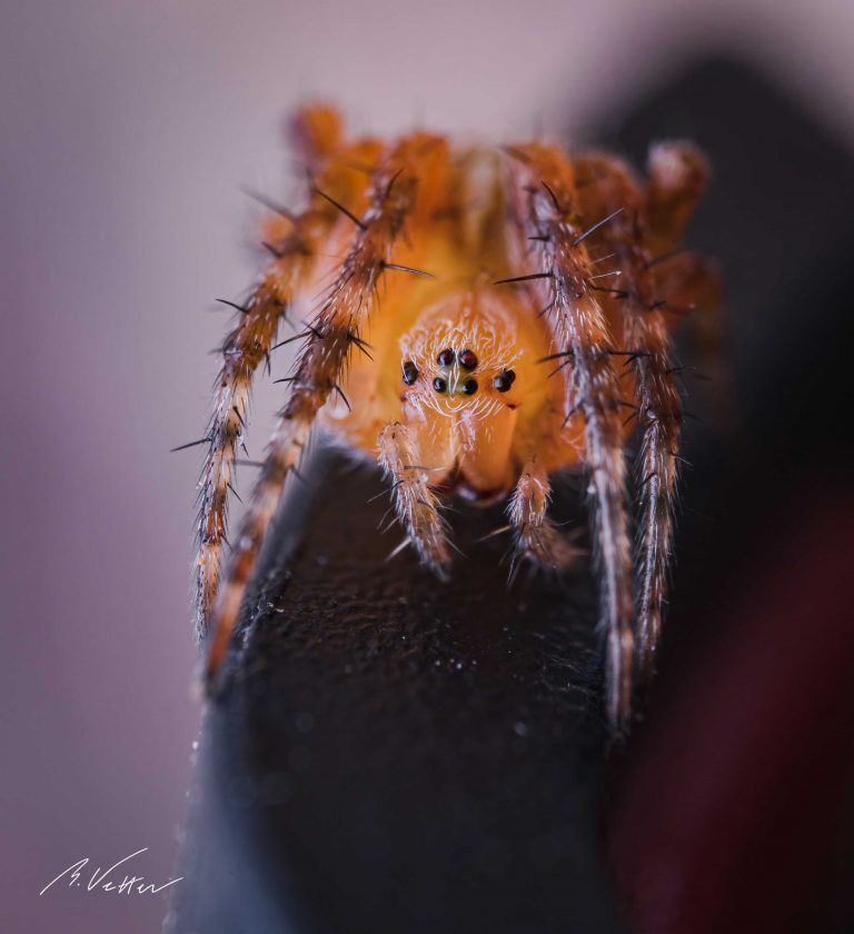 Kreuzspinne (Araneus)