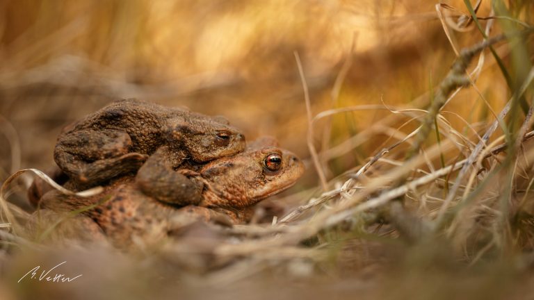 Kröten (Bufonidae)