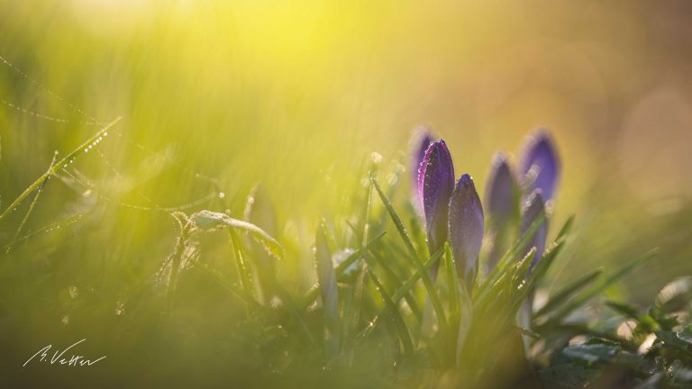 Krokus, Schwertliliengewächse (Iridaceae)