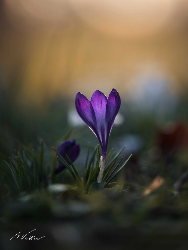 Krokus, Schwertliliengewächse (Iridaceae)