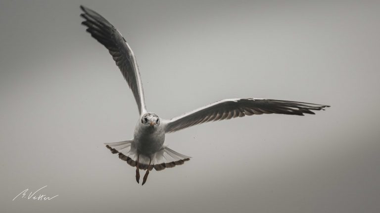 Lachmöwe (Chroicocephalus ridibundus)