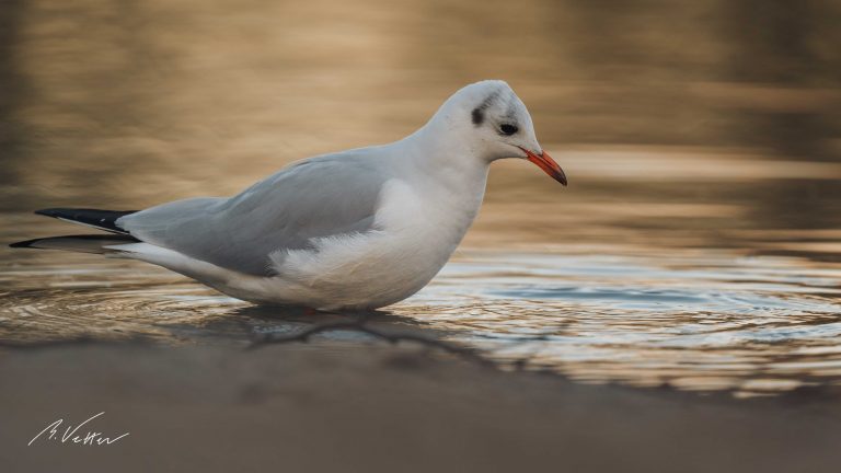 Lachmöwe (Chroicocephalus ridibundus)