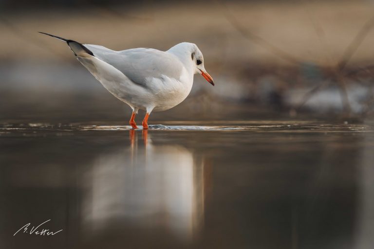 Lachmöwe (Chroicocephalus ridibundus)