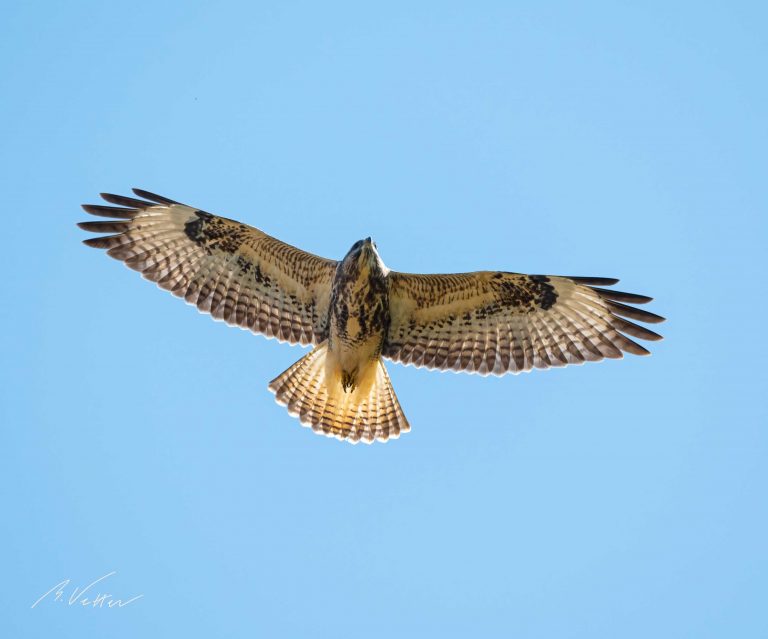 Mäusebussard (Buteo buteo)